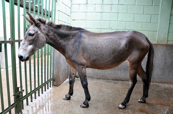 Alexandra, uma mula muito dócil de cerca de 18 anos, de porte médio, mostra na foto que está completamente curada.