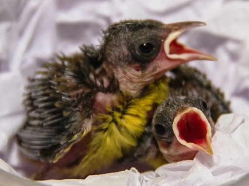 Dois filhotes de passarinho cinza abandonado com bico aberto 