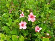 Barleria Vermelha