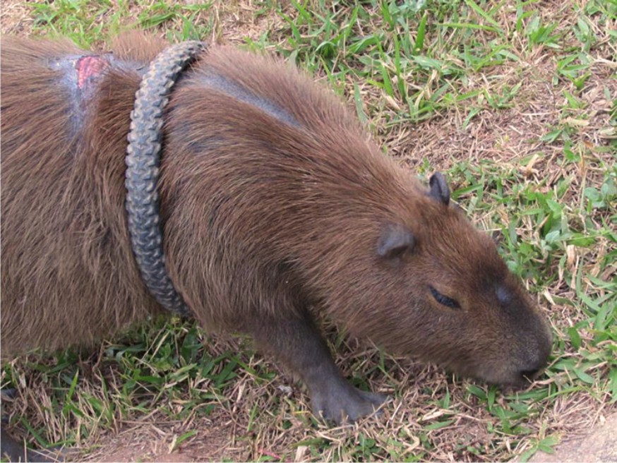 Featured image of post Imagens De Capivara - Faça o download de impressionantes imagens gratuitas sobre capivara.