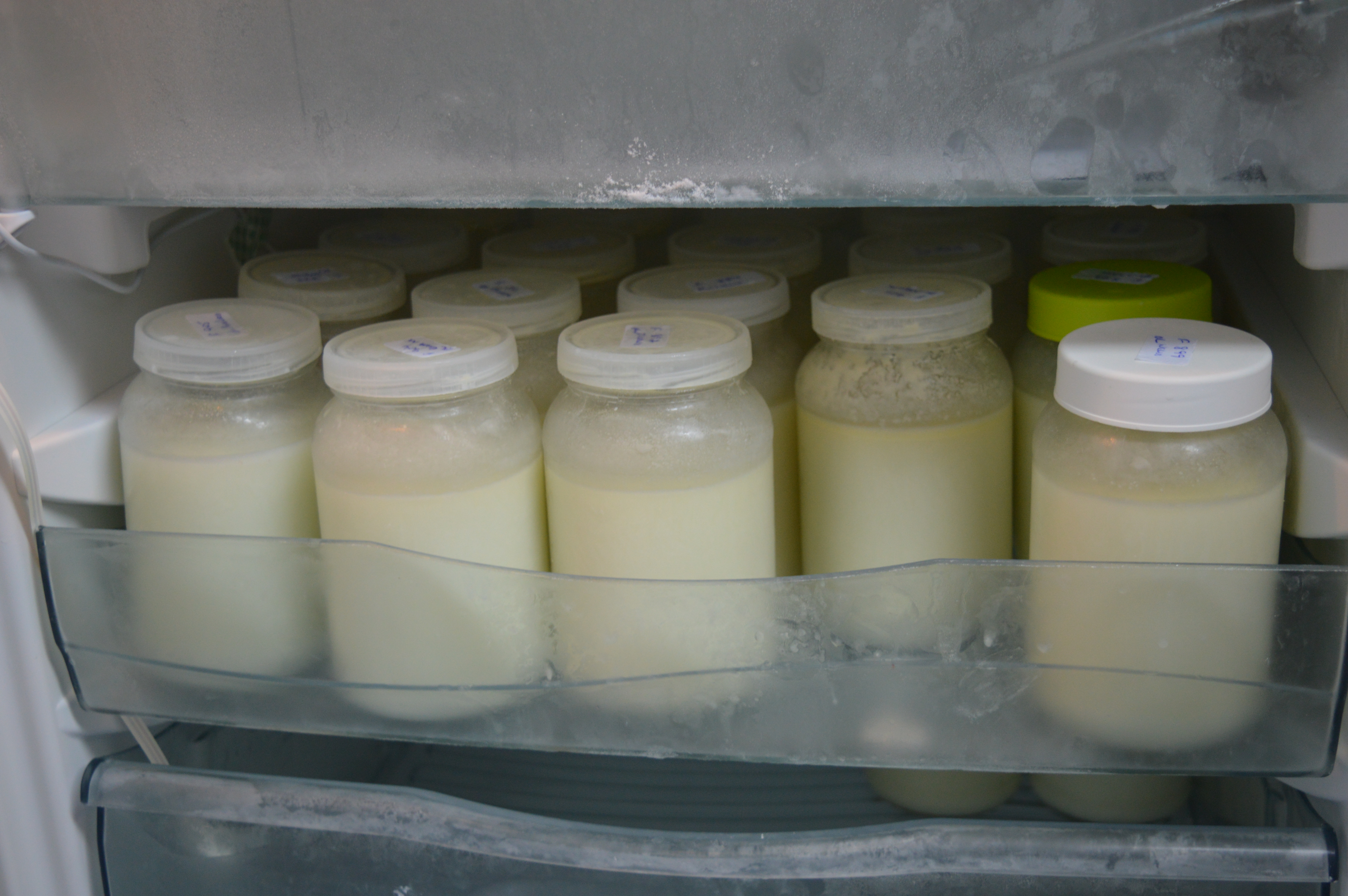 frascos com o leite no congelador esperando resultados dos exames das mães 