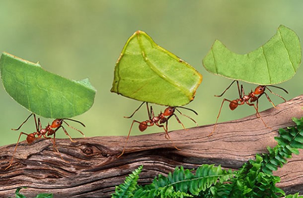 Resultado de imagem para formiga