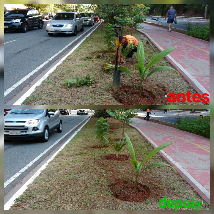 Duas imagens sendo antes e depois de serviço de plantio realizado em canteiro central de via pública, uma delas destaca homem durante processo de plantio 