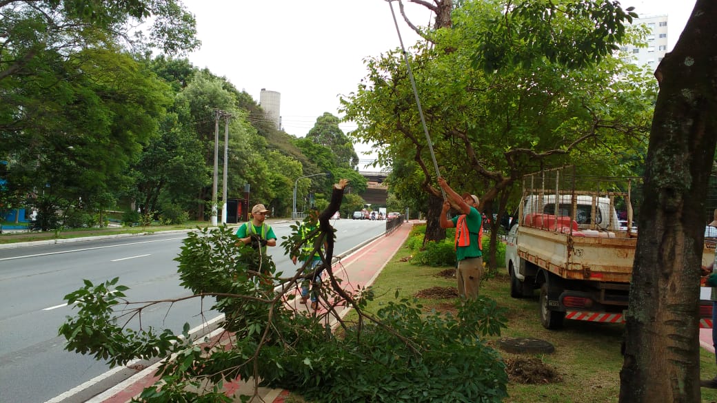 Imagens de canteiro central com ciclofaixa e três homens durante serviço de poda com destaque para um dos galhos caído