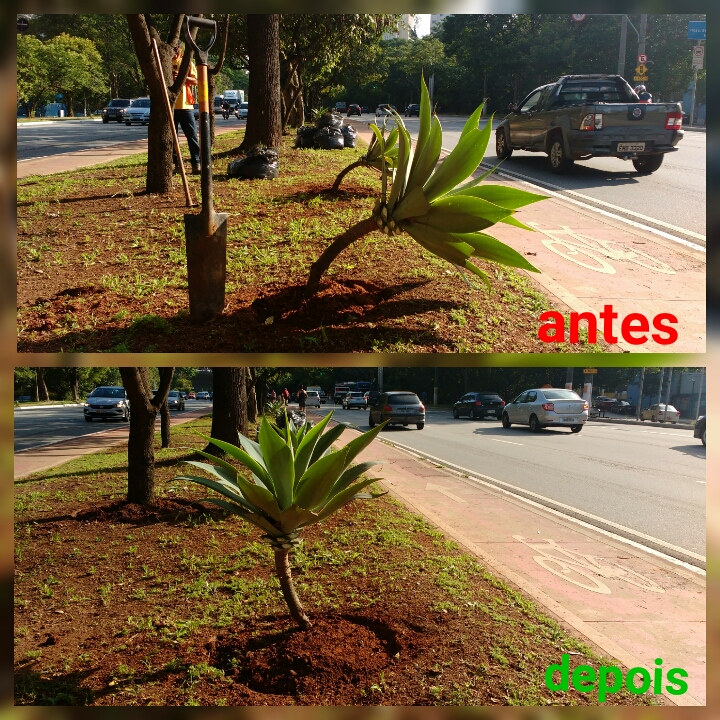 Duas imagens de área pública ajardinada com destaque para antes e depois do serviço de limpeza executado 