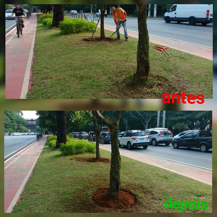 Duas imagens sendo antes e depois de serviço de plantio realizado em canteiro central de via pública, uma delas destaca homem durante processo de plantio 