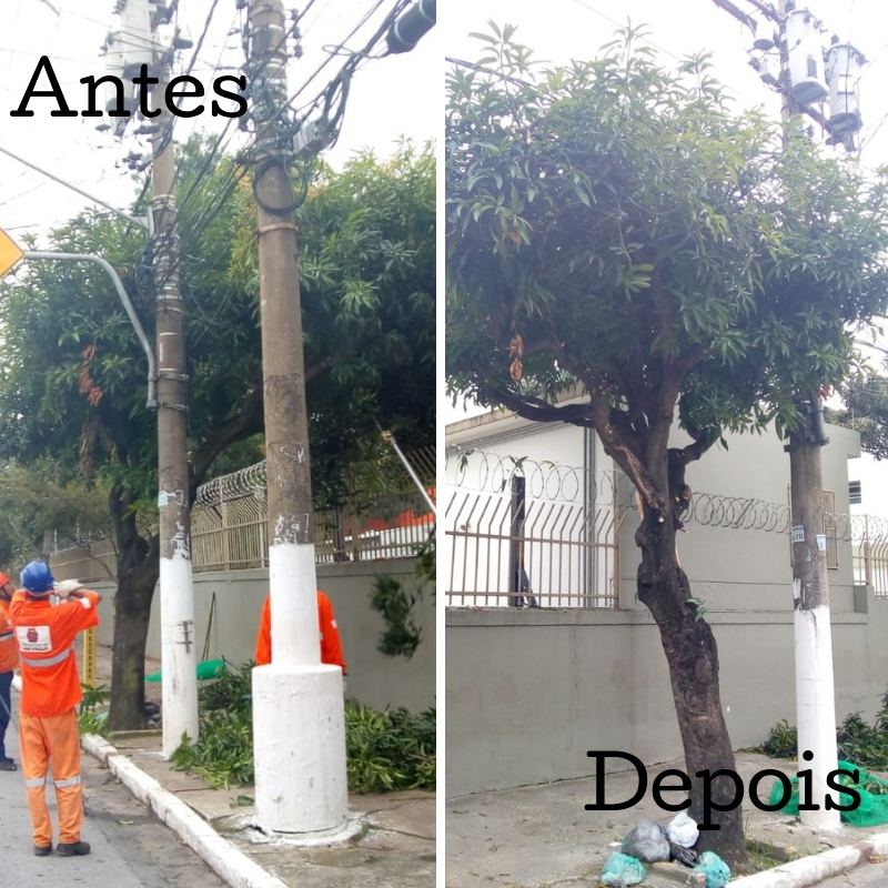 Foto do antes: Três funcionários da Subprefeitura Ipiranga começando o serviço de poda de uma árvore na rua do Manifesto. Foto do depois: árvore já podada.