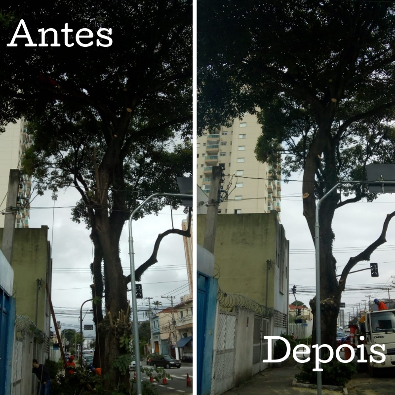 Foto do antes: Três funcionários da Subprefeitura Ipiranga começando o serviço de poda de uma árvore na rua na rua Lino Coutinho. Foto do depois: Árvore da rua na rua Lino Coutinho já podada.