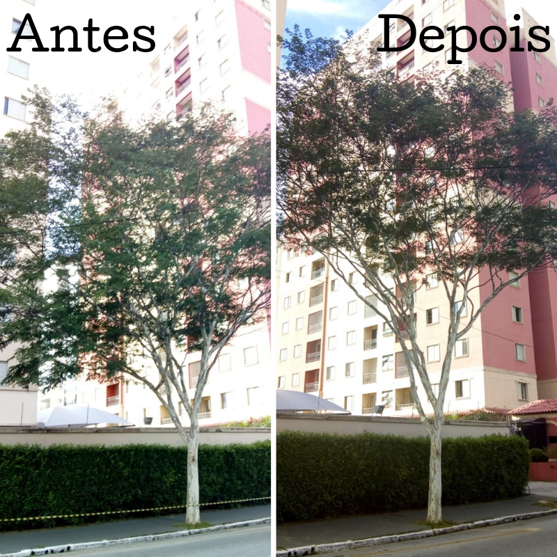 Foto do antes: árvore na rua do Manifesto antes da poda. Foto do depois: árvore na rua do Manifesto podada