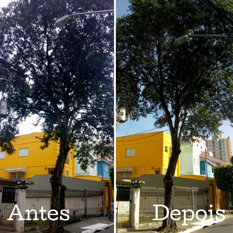 Antes e depois da poda de uma árvore na rua João Mafra