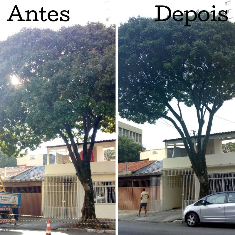 Antes e depois da poda de uma árvore na rua do manifesto