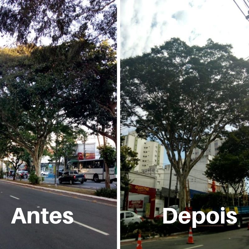 Antes e depois da poda de uma árvore na avenida nazaré