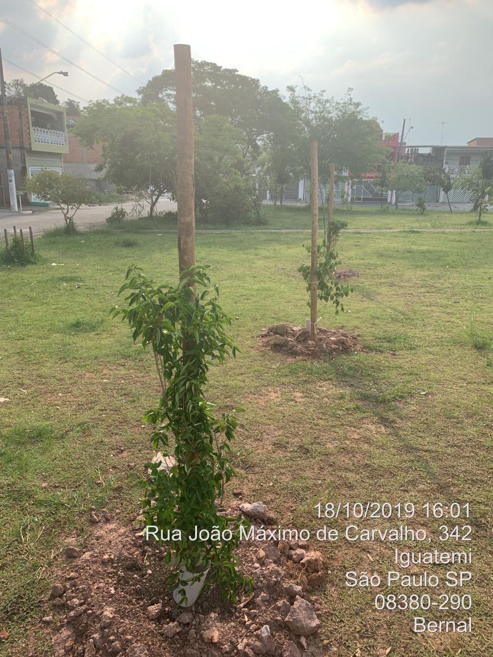 Mudas recém plantadas, na Rua João Máximo de Carvalho.