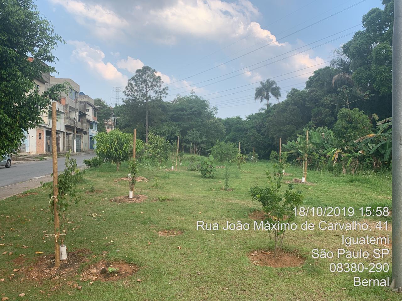 Mudas recém plantadas, na Rua João Máximo de Carvalho.