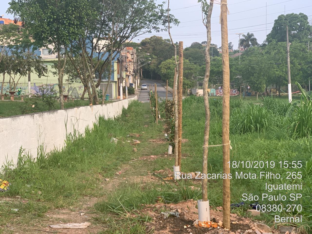 Mudas recém plantadas, na Rua Zacarias Mota Filho