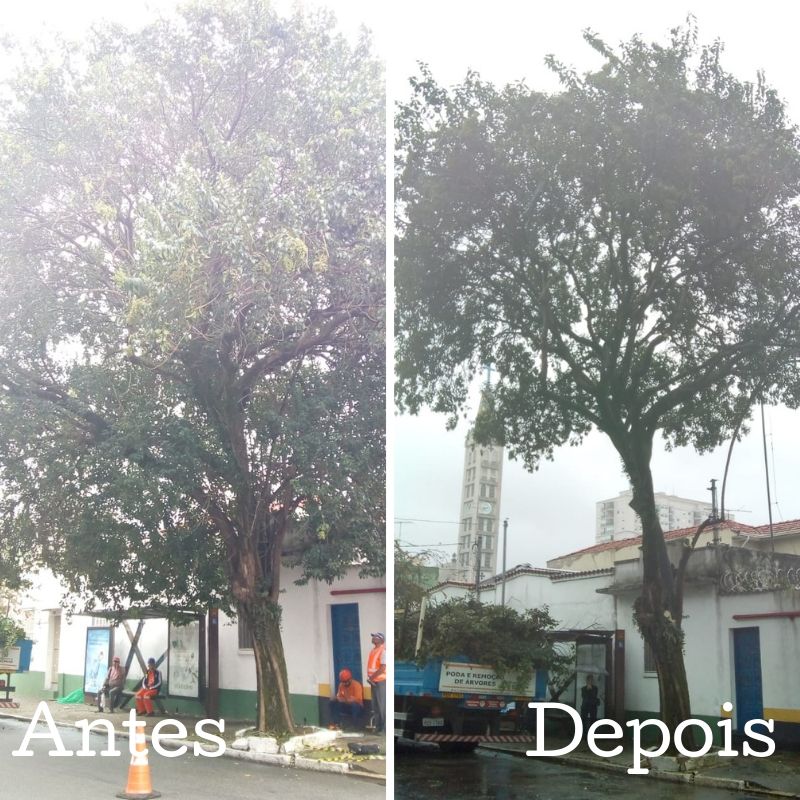 Antes e depois da poda da árvore na rua do Manifesto