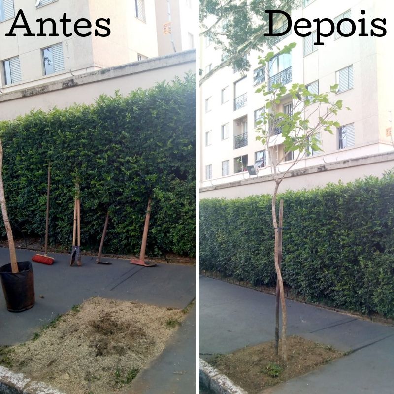 Antes e depois do plantio de uma árvore na rua do manifesto
