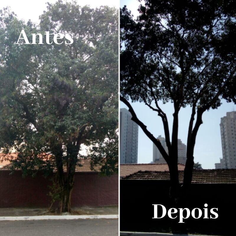 Antes e depois da pode de árvore na rua Cinco de Julho