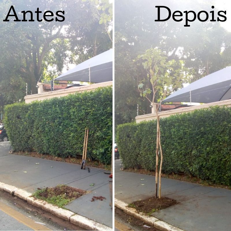 Antes e depois do plantio de uma árvore na rua do manifesto