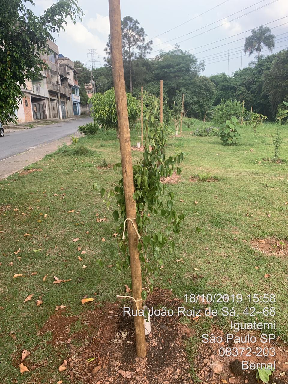 Mudas recém plantadas, na Rua João Roiz de Sá.