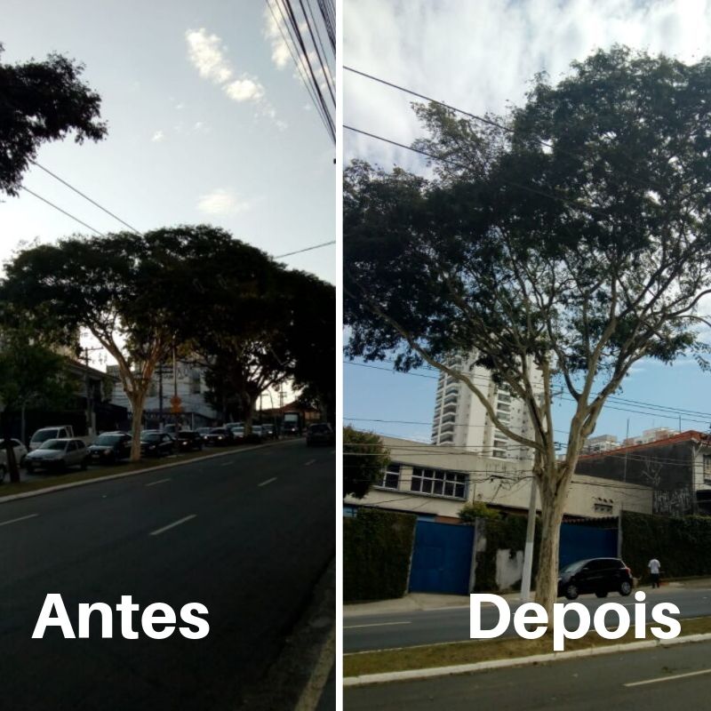 Antes e depois da pode de uma árvore na avenida nazerá