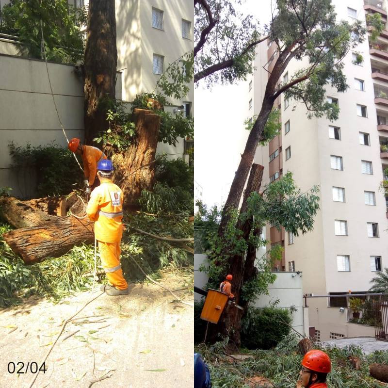 Funcionários da prefeitura podam uma árvore