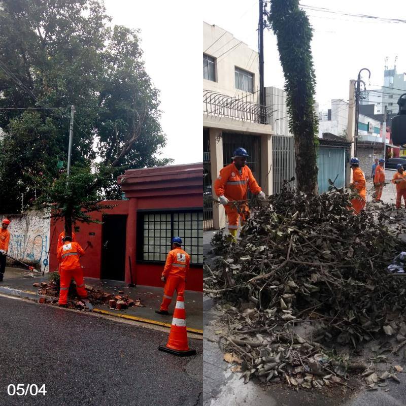 Funcionários da prefeitura fazem a poda da árvore e limpeza da rua 