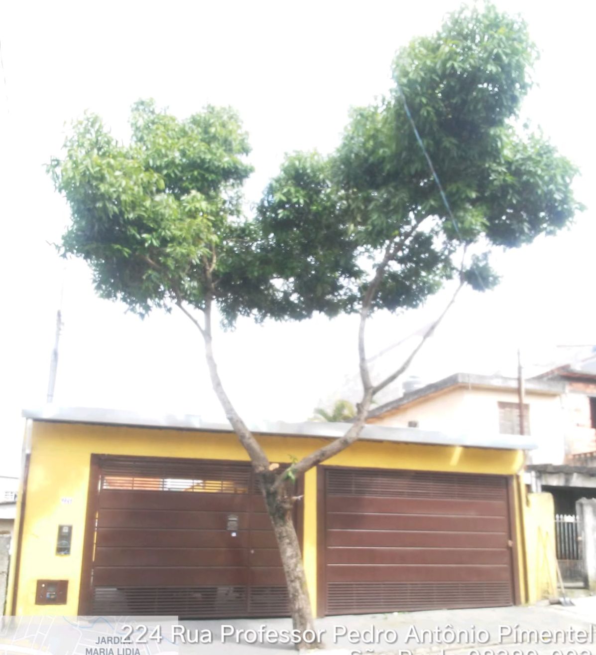 Em frente  a uma casa amarela, com portão de garagem, cor vinho, uma árvore foi podada, ficando com dois troncos, como se fosse uma forquilha e a copa no alto. 
