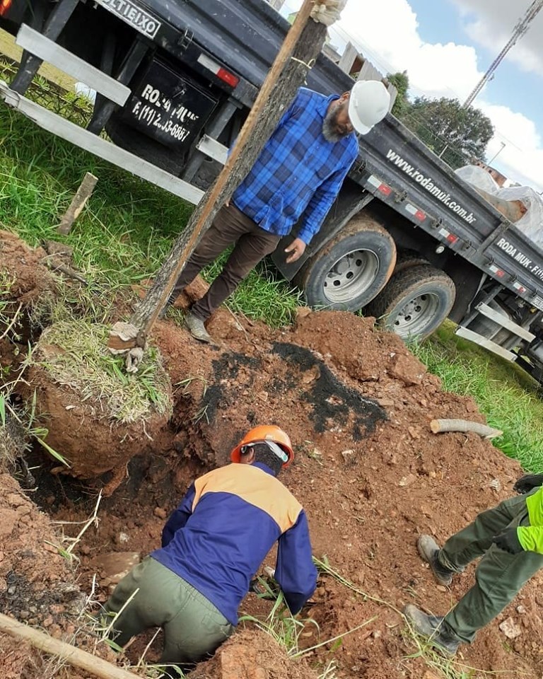 Três trabalhadores juntos à uma árvore fazendo o processo de remoção.