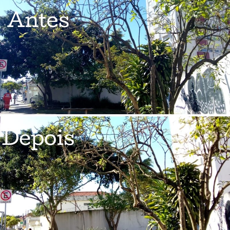 Antes e depois da Poda na Praça Diácono José Pereira Lopes