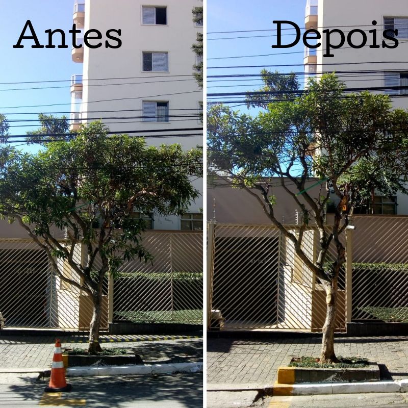 Antes e depois da poda na rua Vigário Albernaz