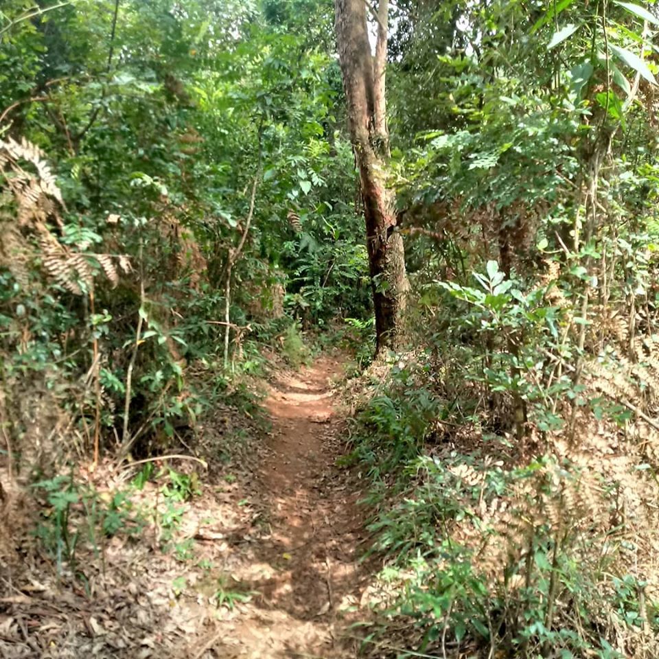 Trilha aberta em meio às árvores.