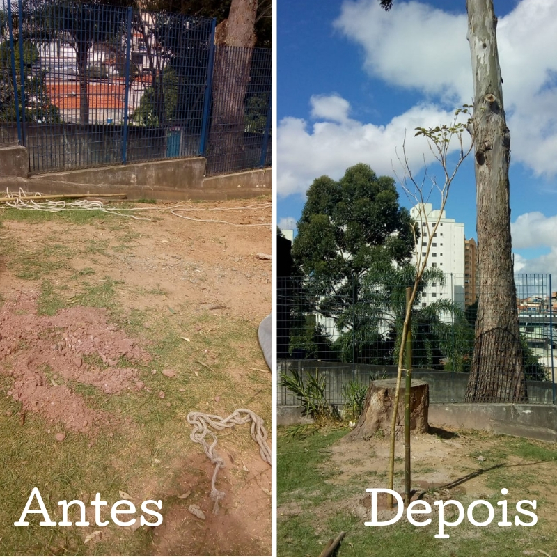Foto do antes: Tereno sem árvore na avenida dos Pedrosos. Foto do depois: árvore plantada na avenida dos Pedrosos