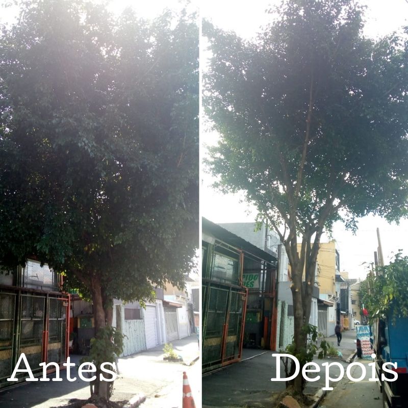 Antes e depois da poda de uma árvore