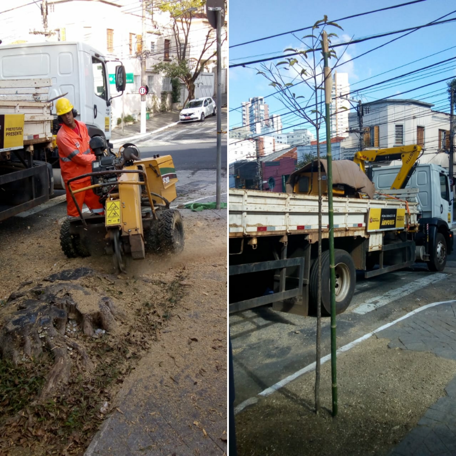 Montagem com duas fotos do serviço de destoca e plantio compensatório