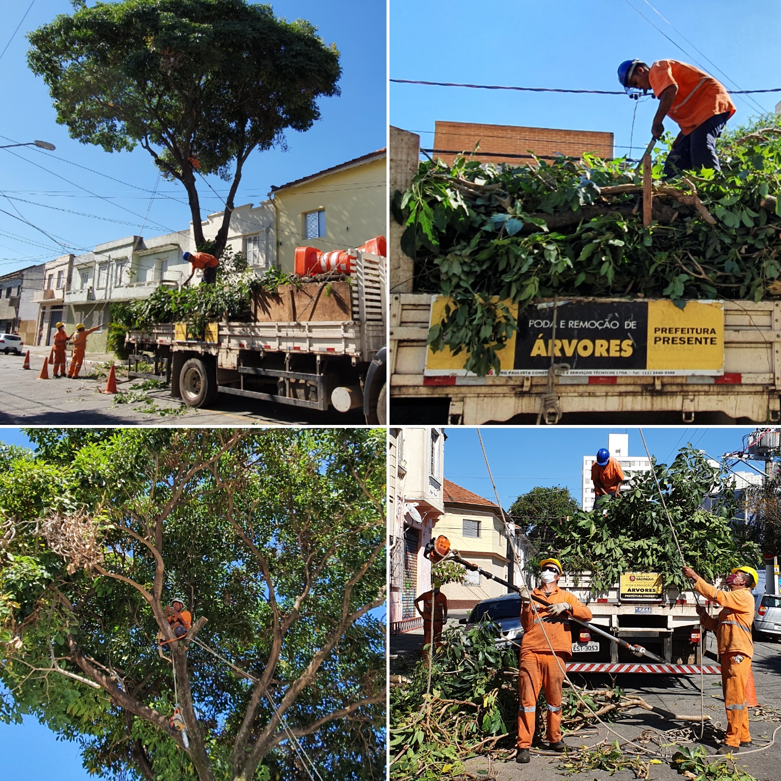 Montagem com quatro fotos dos funcionários realizando poda em uma árvore