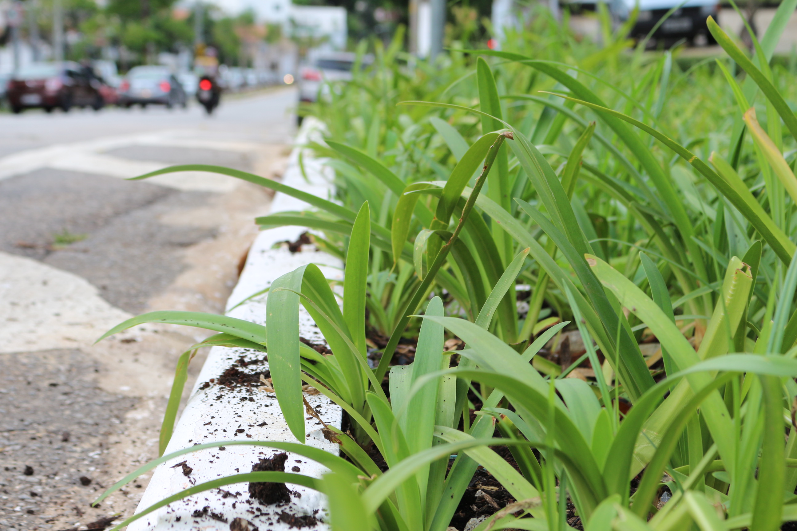 Foto da grama plantada no jardim de chuva