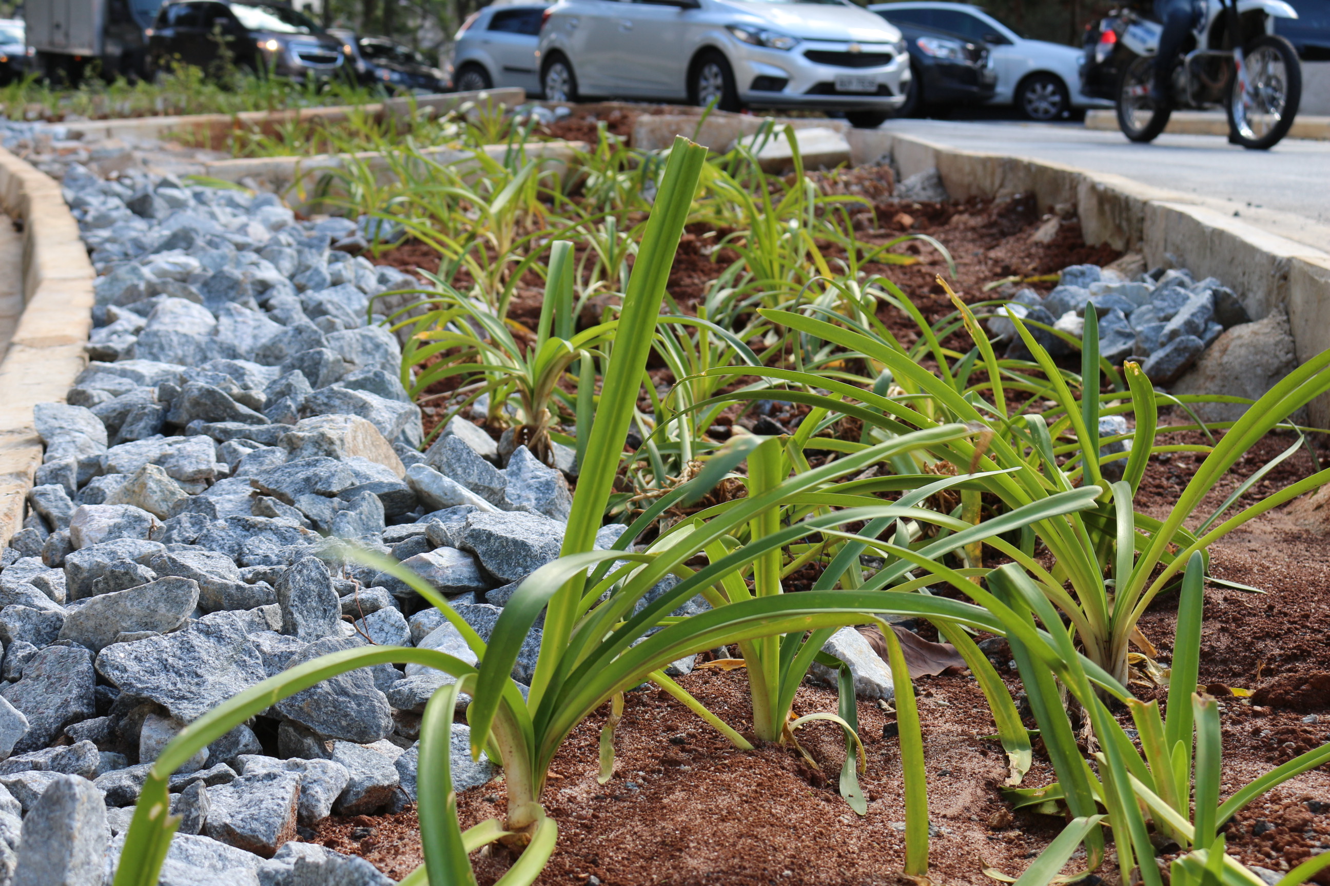 Foto do rachão e das mudas plantadas