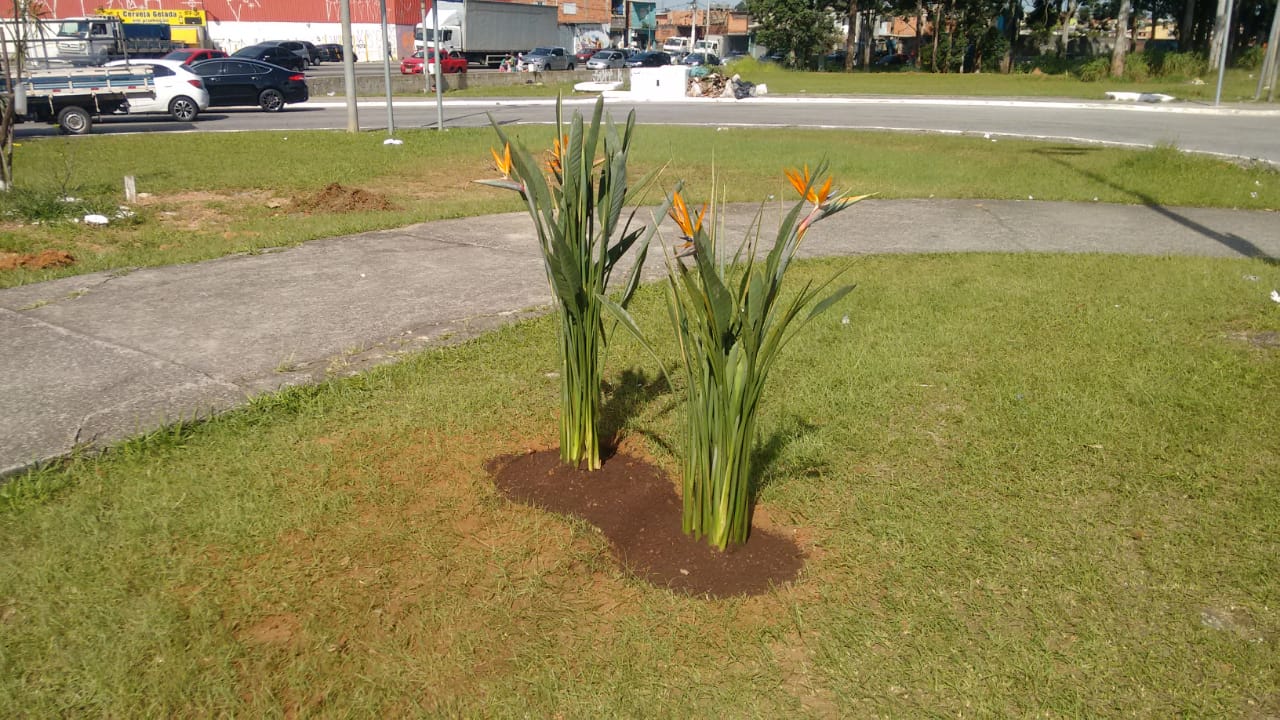 a foto em plano fechado mostra a Rotatória da avenida Jacu Pêssego com uma muda de planta recém plantada 