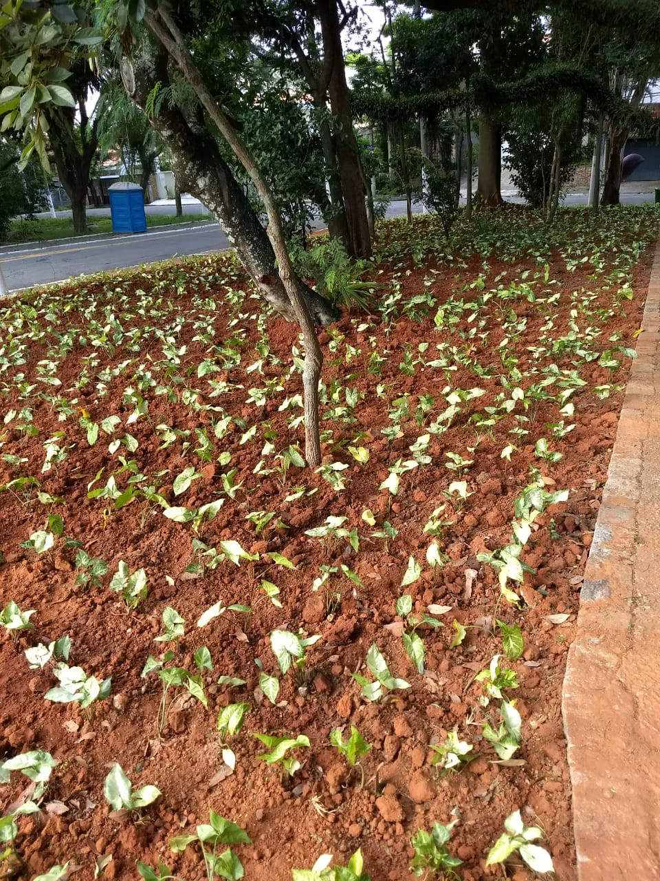 Mudas de Singônio foram plantadas