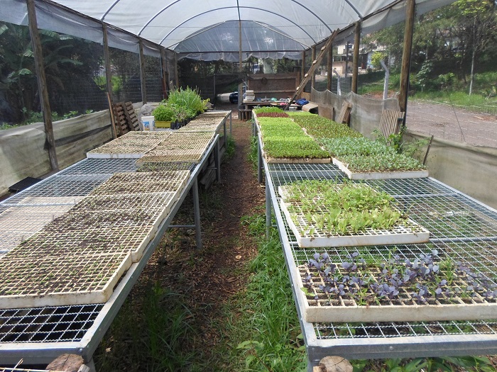 dentro de uma estufa coberta vários canteiros com mudas pequenas de hortaliças, em pequenos quadrados de madeira. Alguns ainda estão sem plantas.