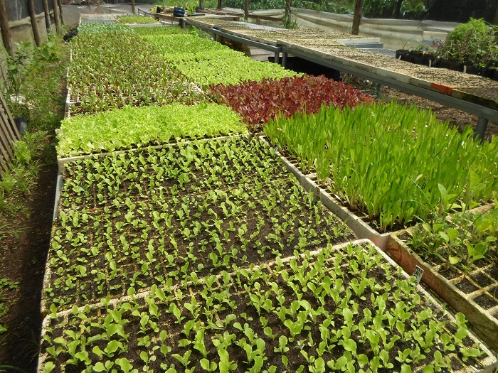 Diversos canteiros com mudas de hortaliças, plantadas em bandejas com pequenos quadrados de madeira. As cores se destacam, entre o verde claro da alface, tons arrocheados, da beterraba e verde mais escuro, de outrop tipo de hortaliça.