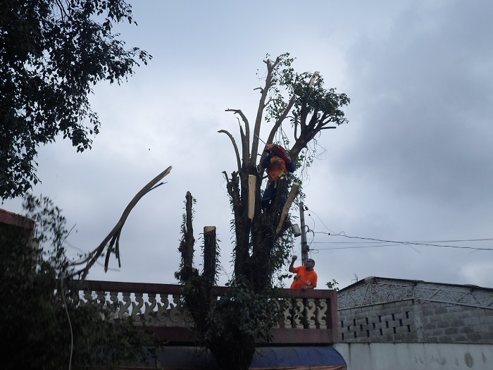 Funcionário termina de podar o último galho da árvore, que ainda está com um pedaço de madeira preso ao tronco. Um homem com camisa laranja está na sacada da casa ao lado, com o braço direito erguido, indicando alguma coisa. 