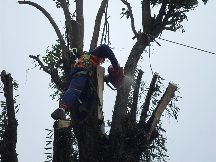 Um funcionário desce do tronco da árvore, que já está sem os galhos, que atrapalhava a fiação e as casas. 