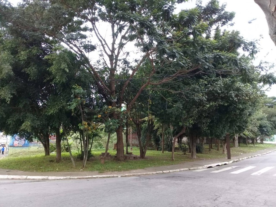 Árvores altas numa praça com os galhos podados.
