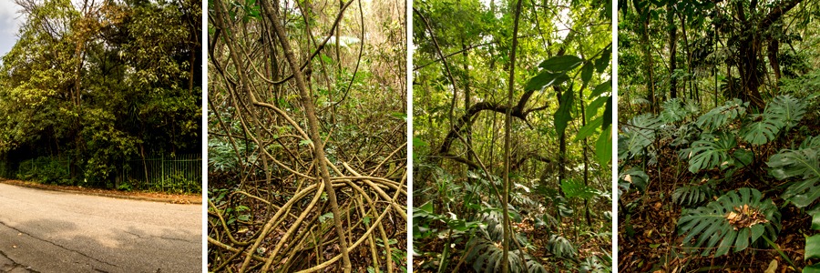 A imagem mostra uma sequência de quatro fotos: a primeira retrata o lado externo da Reserva Ecológica Morumbi, contendo a rua em primeiro plano e a grade do parque e árvores ao fundo; As outras três fotos são do interior da Reserva, todas mostram diferentes tipos de vegetação em meio a mata fechada. 