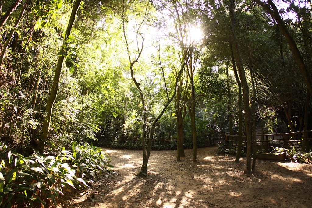 A imagem retrata o interior da Reserva Ecológica Morumbi. Na foto, observa-se um caminho de terra batida cercado por árvores e vegetação. 