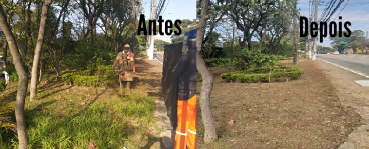 Imagem de canteiro, na lateral da Rua Engenheiro Oscar Americano, antes e depois do serviço de corte de vegetação. Antes do serviço o mato estava um pouco alto, atingindo a canela do funcionário da equipe de corte de vegetação, depois do serviço todo o mato foi removido. 