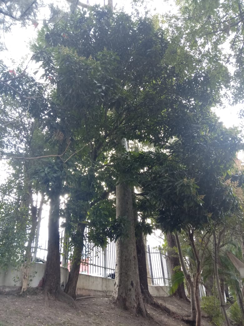 Foto onde vemos a presença de dez árvores, de espécies diferentes, elas estão espalhadas por todo o ambiente, com suas folhas verdes marcando uma grande presença. O terreno onde às árvores estão tem uma terra de cor bem amarronzada, o céu mal pode ser visto devido a iluminação fornecida pelo sol. O destaque é para a árvore ao centro, que tem um grande tronco, com muitos galhos, cada um com muitas folhas. Outras árvores também marcam sua presença, algumas de troncos finos outras de troncos maiores, que se encontram ao fundo da imagem. Todas as árvores estão próximas a uma mureta de cor branca que tem grades de ferro.