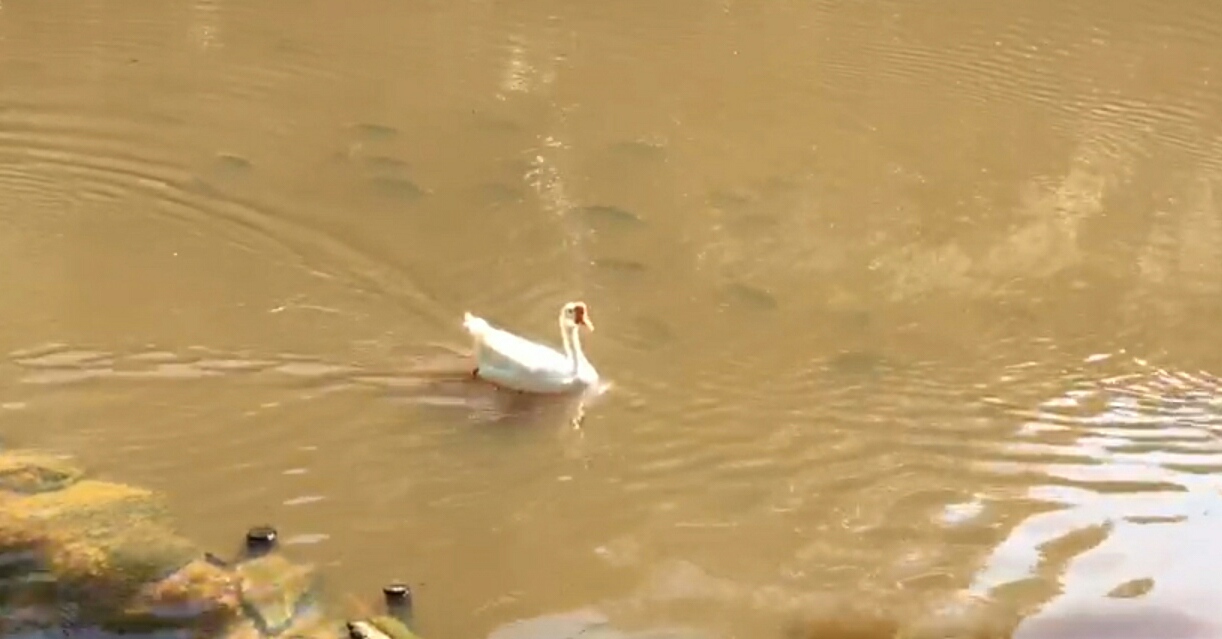 Foto de patos e carpas nas águas do córrego Filomena Blois Rizzo